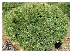 PINUS strobus 'Blue Shag'